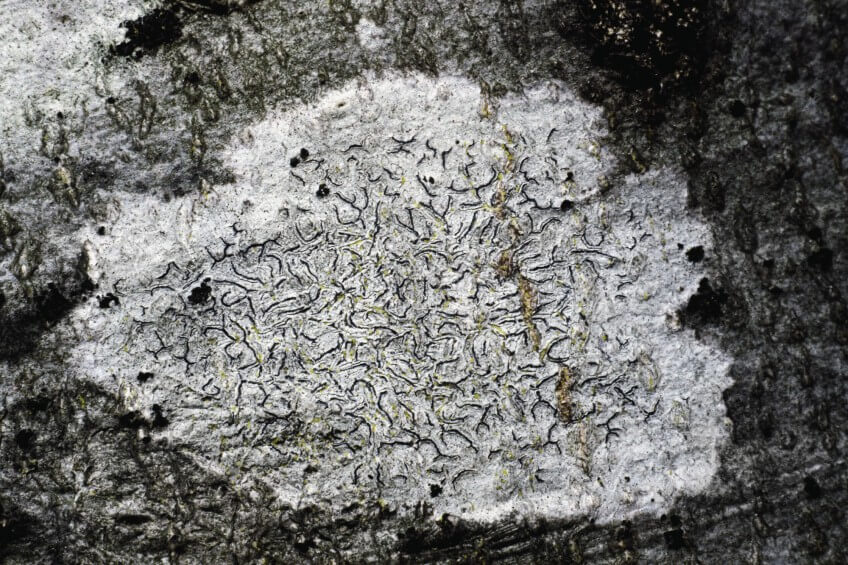Lichen crustacé typique du hêtre, Graphis scripta Les habitants et les visiteurs du hêtre