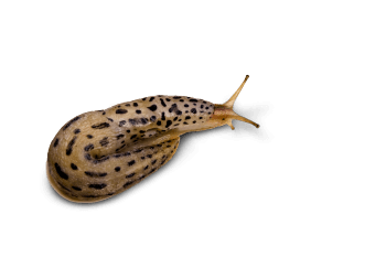 Limace léopard Plutôt limace ou escargot ?