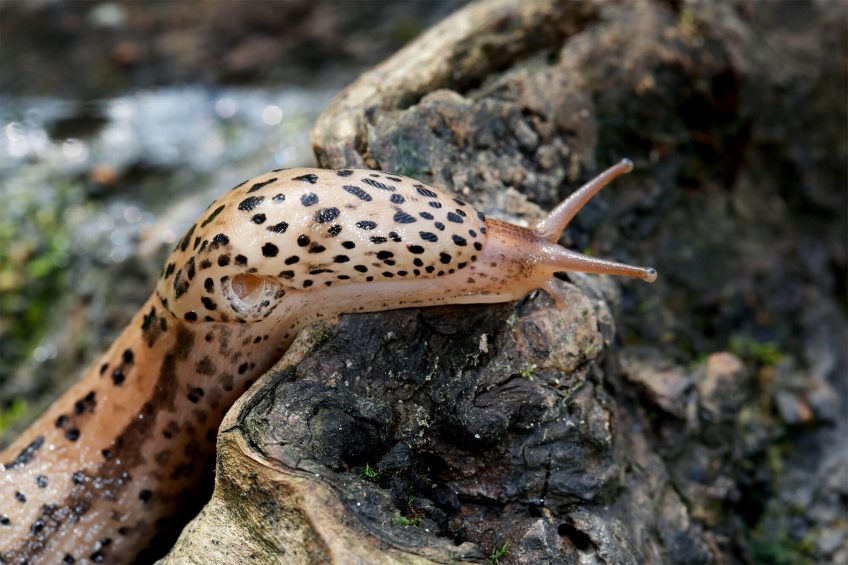 Plutôt limace ou escargot ?