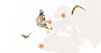 L'incroyable voyage des belles-dames au travers de l'Europe se poursuit avec une traversée de la Méditerranée et s'achève en Afrique subsaharienne.