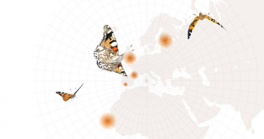 L'automne des papillons belles-dames