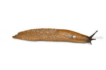 Loche méridionale Plutôt limace ou escargot ?