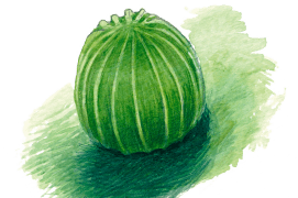 Minuscule œuf de belle-dame / © Sylvain Leparoux