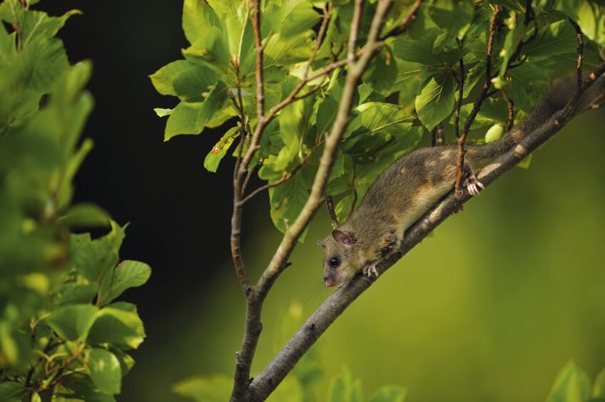 Loir gris à la recherche des précieuses faines du hêtre La vie du hêtre en cinq leçons
