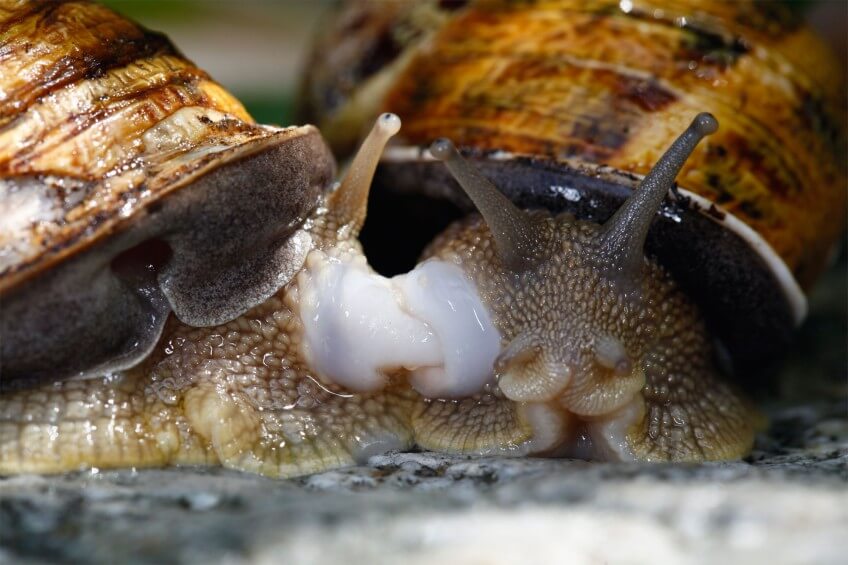 L'orifice génital des escargots est situé sur le côté de la tête. L'excitation déploie les dards d'amour en calcaire, puis les deux pénis prêts pour une pénétration réciproque, ici chez l'escargot petit-gris. Escargots rois du slow sex