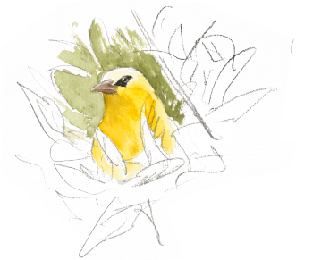 Loriot / © Jean-Philippe Paul