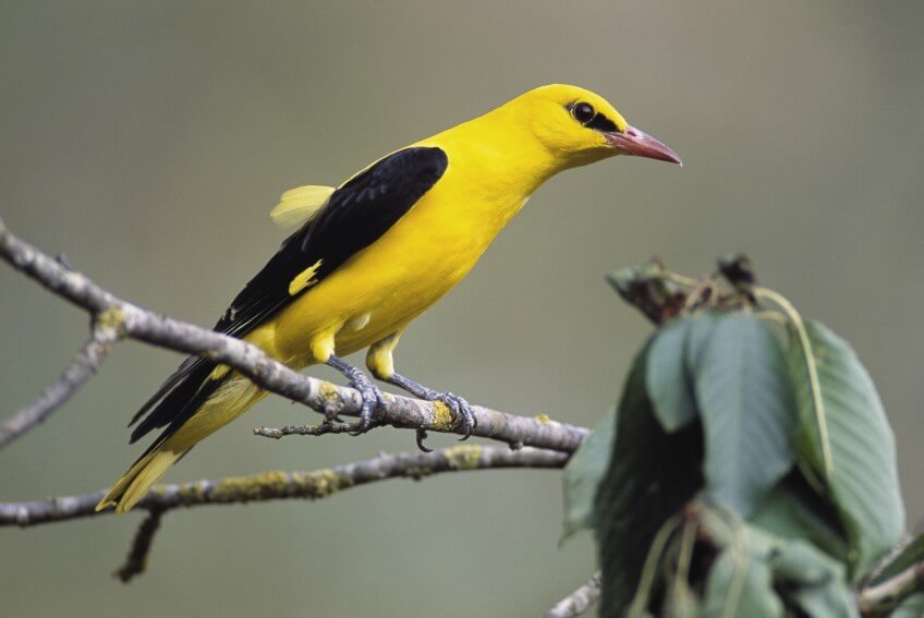 Loriot d’Europe Le chant des oiseaux