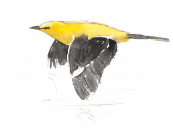 Loriot en vol / © Jean-Philippe Paul