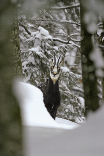 Lorsque le lynx est présent, chevreuils et chamois deviennent très prudents.  / © Didier Pépin