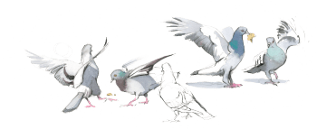 « Lorsqu'un en fant s'amuse à lancer des bouts de pain, les disputes entre les pigeons deviennent encore plus vives. » / © Federico Gemma