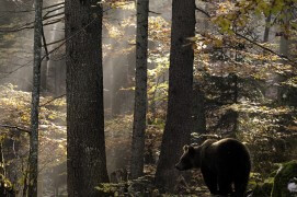 L'ours, si difficile à photographier, dans la féérique forêt des Balkans. / © Jacques Ioset
