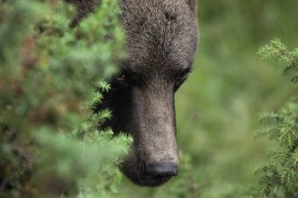 L'ours, si difficile à photographier, dans la féérique forêt des Balkans. / © Jacques Ioset