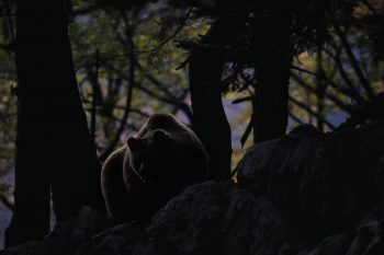 L'ours, si difficile à photographier, dans la féérique forêt des Balkans. L'ours, si difficile à photographier, dans la féérique forêt des Balkans.