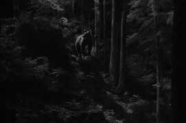 L'ours, si difficile à photographier, dans la féérique forêt des Balkans. / © Jacques Ioset