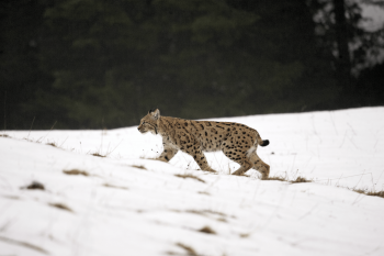 Lynx boréal traversant une combe. 
 Lynx boréal traversant une combe.