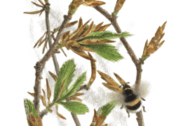 Mai - les bourgeons du hêtre ont éclos et reçoivent la visite d'un bourdon terrestre. / © Jacques Rime