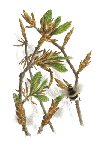 Mai - les bourgeons du hêtre ont éclos et reçoivent la visite d'un bourdon terrestre. Hêtre arbre éternel