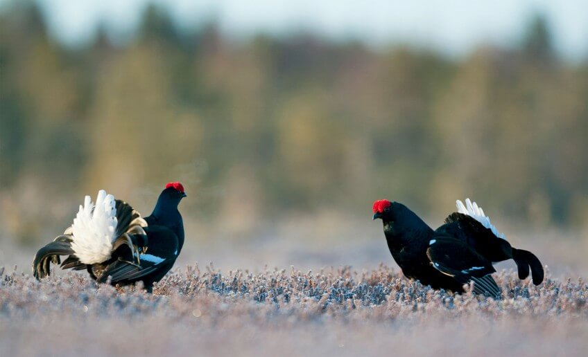 Mâles de tétras-lyre en parade