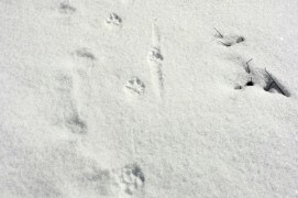 Fausse alerte. Il est reparti tranquillement en laissant ses pattes traîner sur la neige, ce qui a mis en évidence les traces de ses griffes.