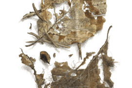 Mars - le squelette des feuilles est progressivement mis à nu pour former une fine dentelle
 / © Jacques Rime