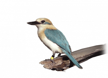 Martin-pêcheur, une histoire de famille tropicale