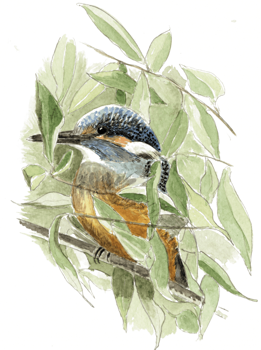 Les martins-pêcheurs sont solitaires. En dehors de la période de reproduction où mâle et femelle se rapprochent, tout intrus est expulsé des zones de pêche gardée . Dès septembre, et jusqu’en février, les couples se séparent pour défendre chacun un domaine hivernal exclusif. A cette saison, la vie peut être si rude que c’est chacun pour sa peau. Selon la nature de la rivière, chaque individu peut défendre d’un à trois kilomètres de cours d’eau, parfois cinq. Dans certaines régions, ce sont les lacs et les étangs qui offrent le gîte et le couvert au roi pêcheur. A la recherche du martin-pêcheur sur la Loue dans le Jura