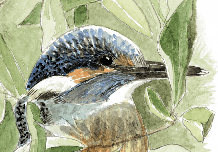 A la recherche du martin-pêcheur sur la Loue dans le Jura