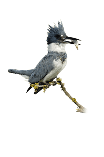 Martin-pêcheur, une histoire de famille tropicale