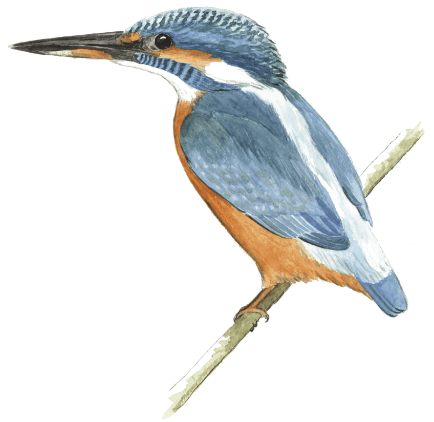 Martin-pêcheur femelle A la recherche du martin-pêcheur sur la Loue dans le Jura