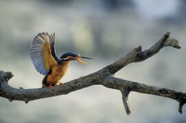 Martin-pêcheur femelle reconnaissable à son bec doté d'une mandibule inférieure orange. / © Jean-Lou Zimmermann