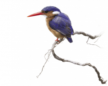 Martin-pêcheur, une histoire de famille tropicale