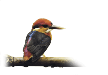 Martin-pêcheur, une histoire de famille tropicale