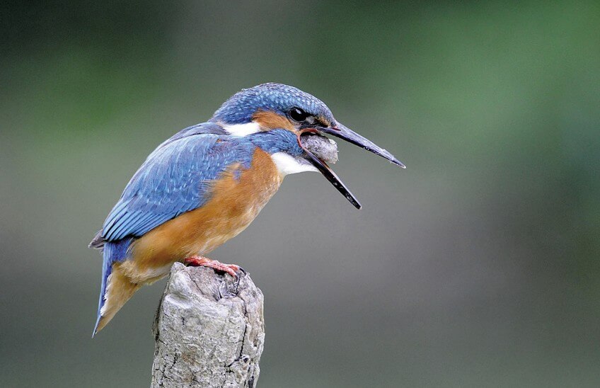 Martin-pêcheur sur le point de régurgiter les restes de ses repas Martin-pêcheur, l'ennemi juré des poissons
