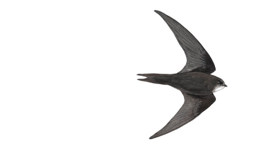 Le martinet fait l'été dans le ciel