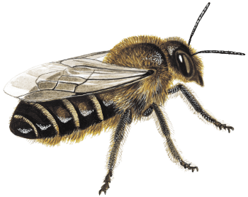 Des maisons pour les abeilles