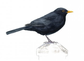 Mercle noir mâle / © Jean Chevallier