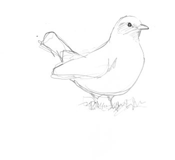 Merle noir / © Yves Fagniart