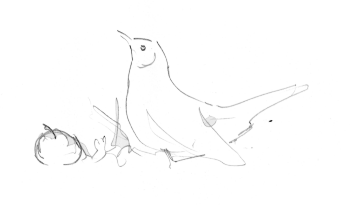 Merle noir / © Yves Fagniart