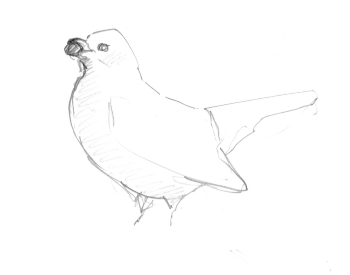 Merle noir / © Yves Fagniart