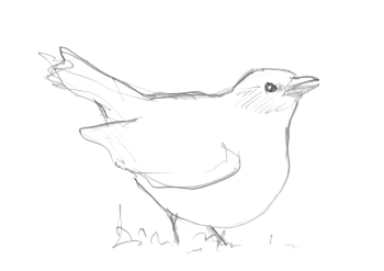 Merle noir / © Yves Fagniart