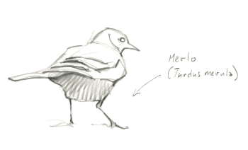 Merle noir Un instant en terrasse avec les moineaux, par Federico Gemma