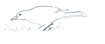 Merle noir à la chasse aux lombrics ! / © Jean Chevallier