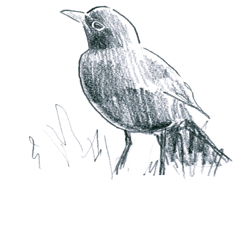 Merle noir à la chasse aux lombrics ! / © Jean Chevallier