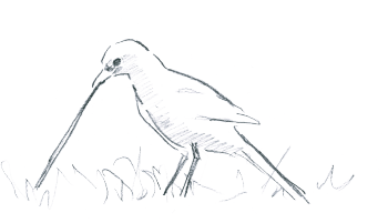 Merle noir à la chasse aux lombrics ! / © Jean Chevallier