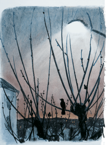 Merle noir chantant à l'aube