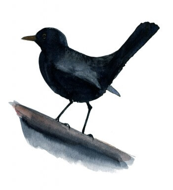 Merle noir sur une gouttière Quand résonne le chant du merle noir