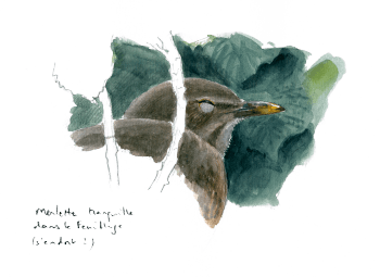 « Merlette tranquille dans le feuillage (s'endort!) » / © Jean Chevallier