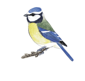 Mésange bleue Comment construire des nichoirs pour différents oiseaux du jardin