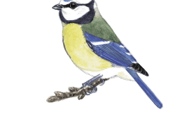 Mésange bleue / © Serge Nicolle