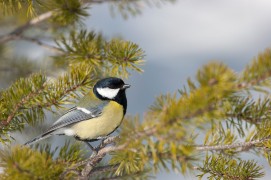 Mésange charbonnière / © Benoît Renevey